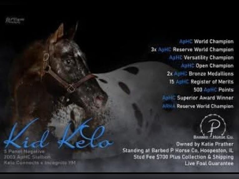 Appaloosa Ruin 5 Jaar 152 cm Falbe in Laotto