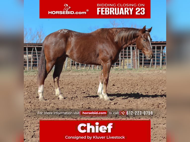 Appaloosa Ruin 5 Jaar 152 cm  in Ripley