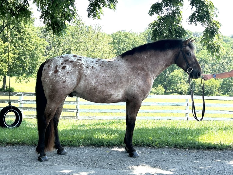 Appaloosa Mix Ruin 5 Jaar 152 cm Roodbruin in White Hall