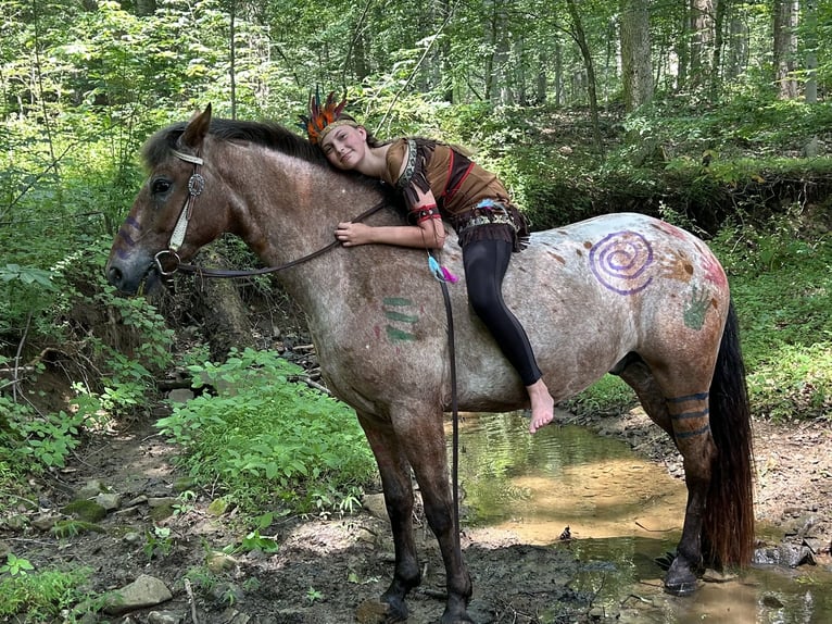 Appaloosa Mix Ruin 5 Jaar 152 cm Roodbruin in White Hall