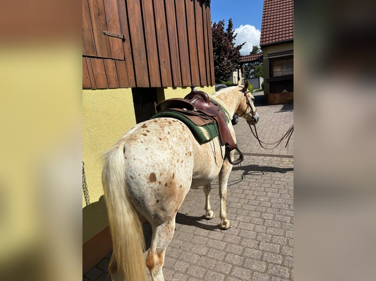 Appaloosa Ruin 5 Jaar 153 cm Palomino in Leutersdorf