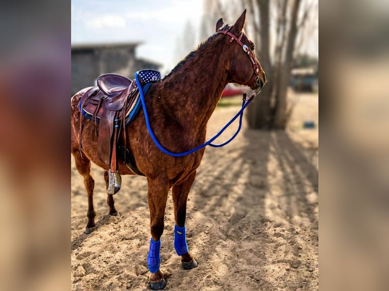 Appaloosa Ruin 5 Jaar 153 cm Roodbruin in Tesedikovo