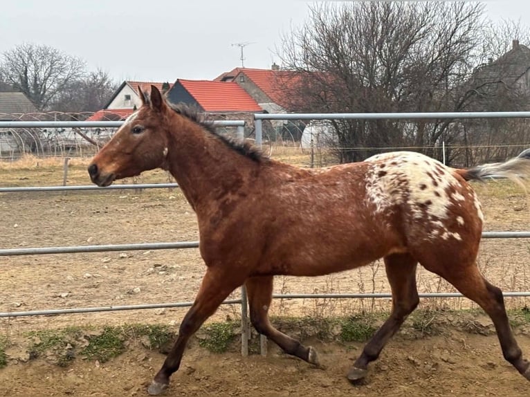 Appaloosa Ruin 5 Jaar 153 cm Roodbruin in Tesedikovo
