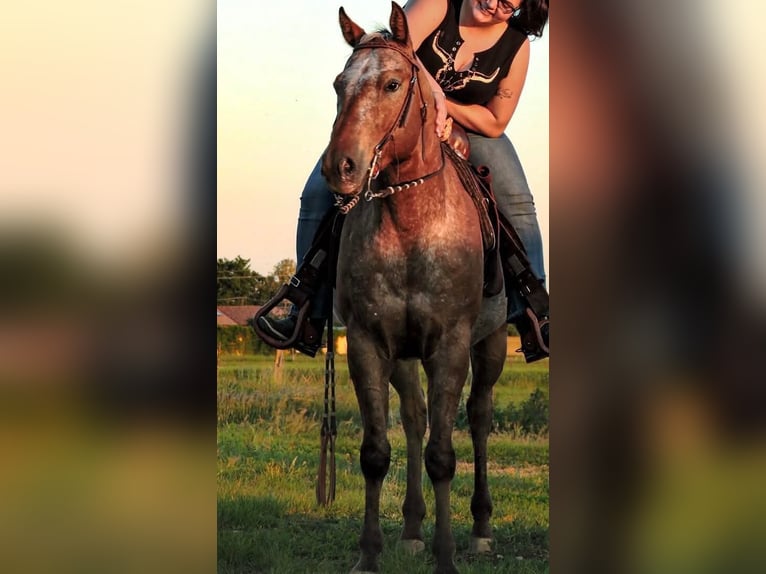 Appaloosa Ruin 5 Jaar 153 cm Roodbruin in Tesedikovo