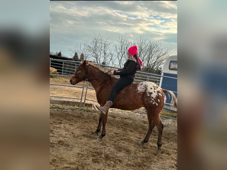 Appaloosa Ruin 5 Jaar 153 cm Roodbruin in Tesedikovo