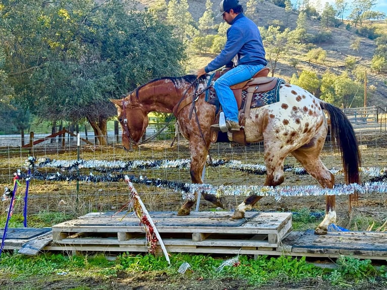 Appaloosa Ruin 5 Jaar 157 cm Buckskin in Paicines CA