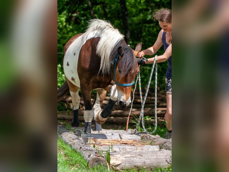 Appaloosa Mix Ruin 5 Jaar 158 cm Gevlekt-paard in Völkermarkt
