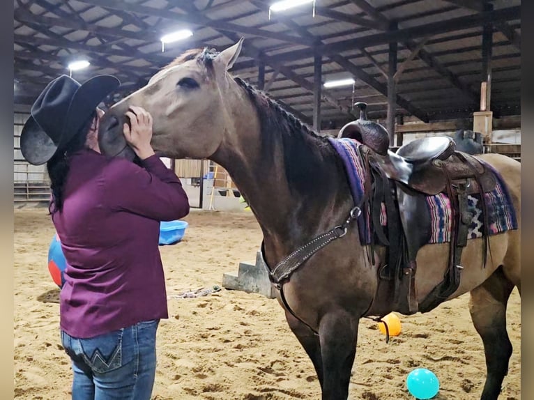 Appaloosa Ruin 5 Jaar 160 cm Buckskin in Robards