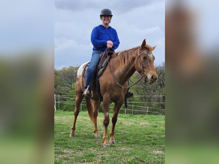 Appaloosa Ruin 5 Jaar 160 cm Donkere-vos in Echternacherbrück