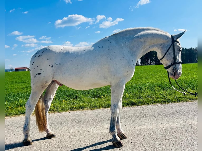 Appaloosa Ruin 5 Jaar 161 cm  in GROTE-BROGEL