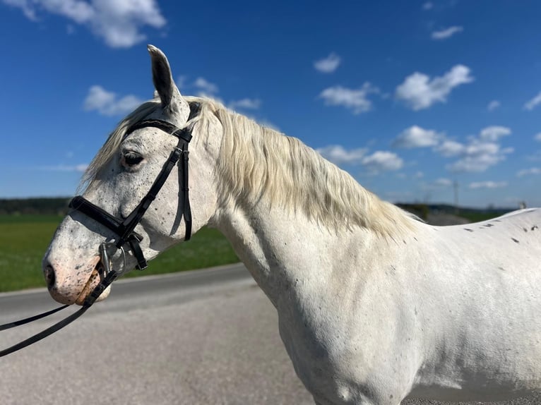 Appaloosa Ruin 5 Jaar 161 cm  in GROTE-BROGEL