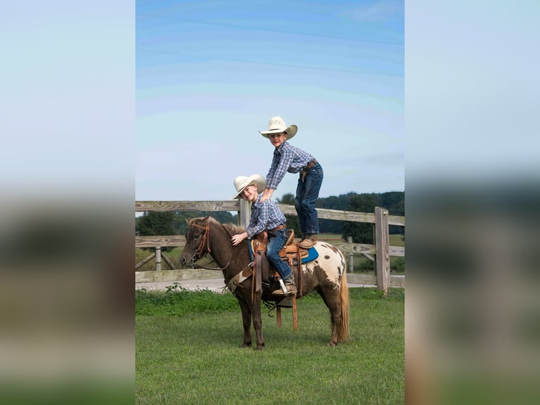Appaloosa Ruin 5 Jaar 97 cm Roodbruin in Huntland TN