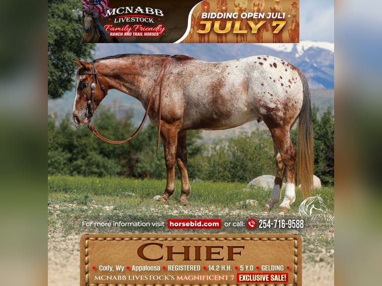 Appaloosa Ruin 5 Jaar Donkere-vos in Cody