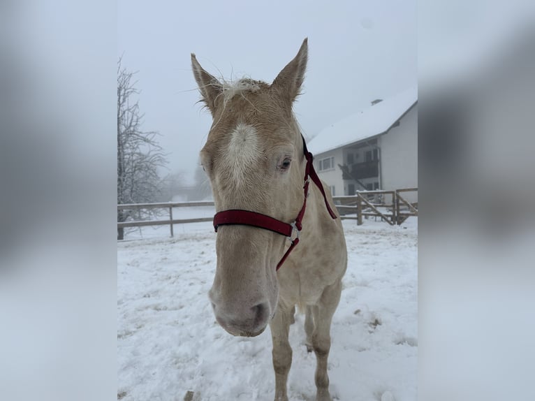 Appaloosa Ruin 5 Jaar Palomino in Höchenschwand