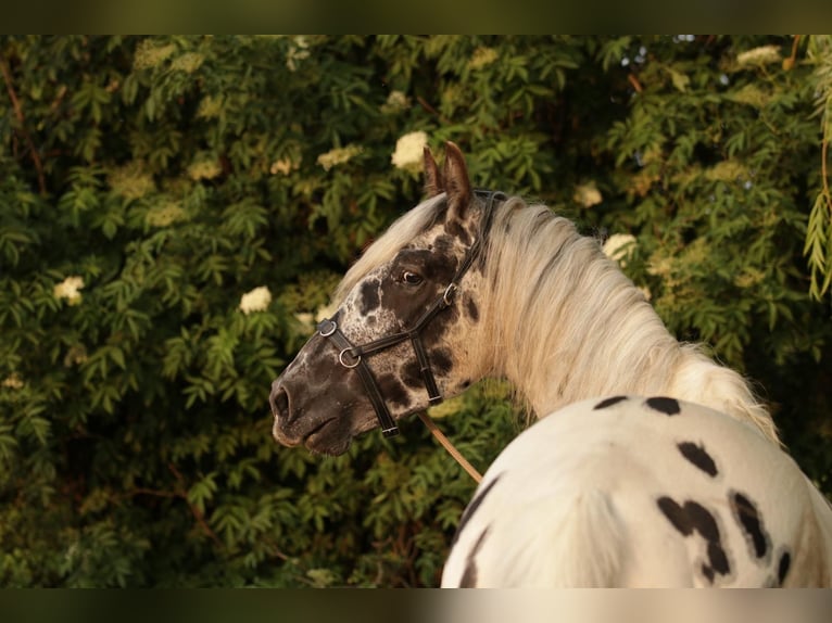 Appaloosa Ruin 5 Jaar in Poysbrunn