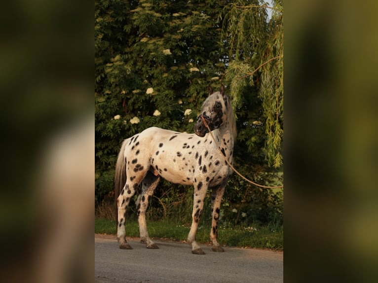 Appaloosa Ruin 5 Jaar in Poysbrunn