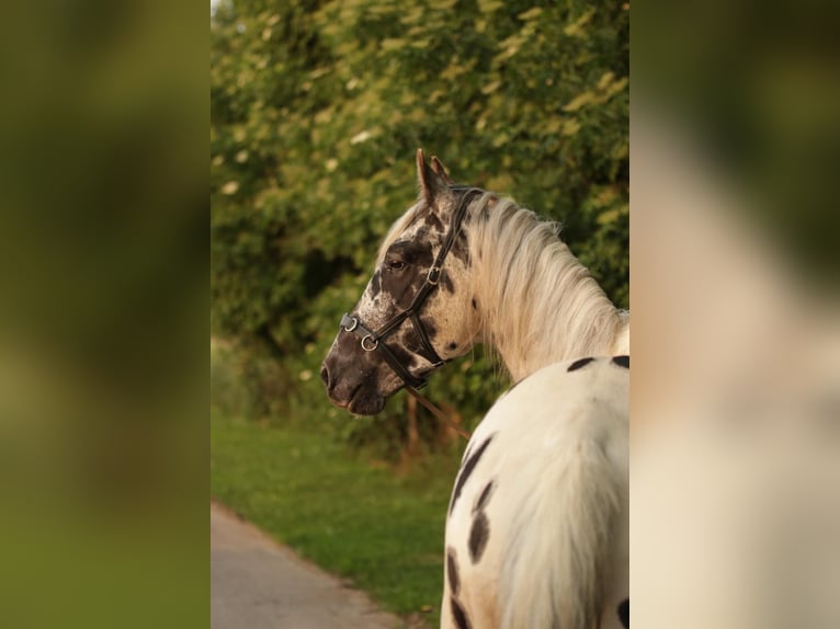 Appaloosa Ruin 5 Jaar in Poysbrunn