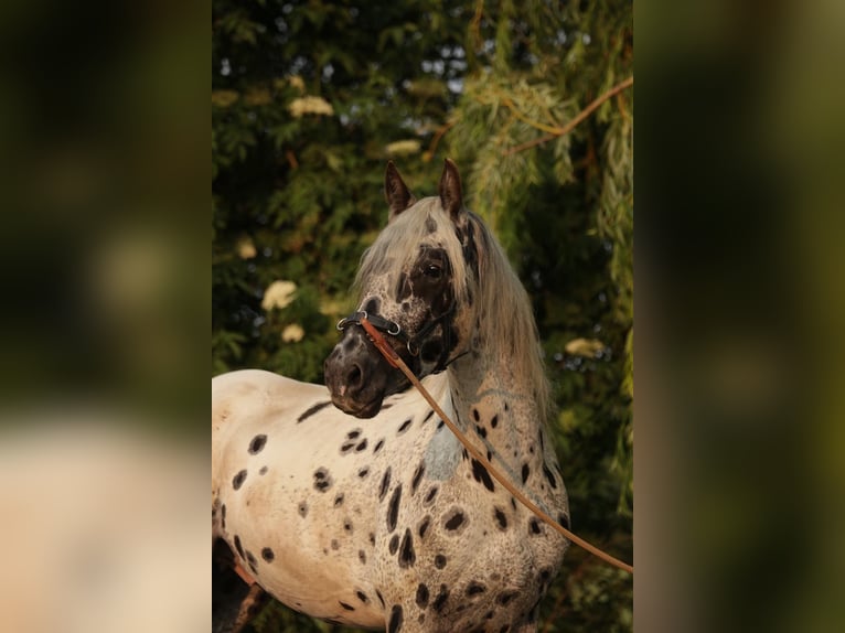 Appaloosa Ruin 5 Jaar in Poysbrunn