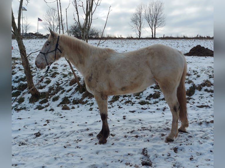 Appaloosa Ruin 5 Jaar in Lichtenau