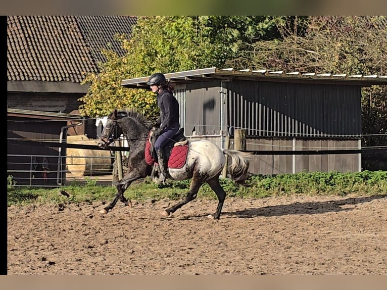 Appaloosa Mix Ruin 6 Jaar 136 cm Wit in Mülheim an der Ruhr