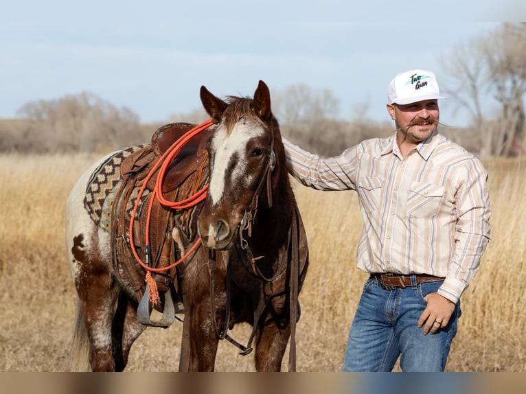 Appaloosa Ruin 6 Jaar 145 cm Donkere-vos in Ripley
