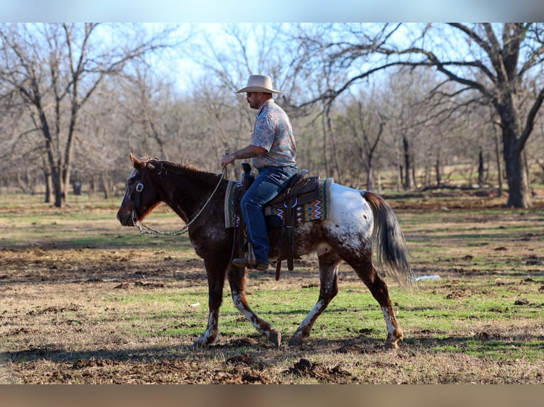 Appaloosa Ruin 6 Jaar 145 cm Donkere-vos in Ripley