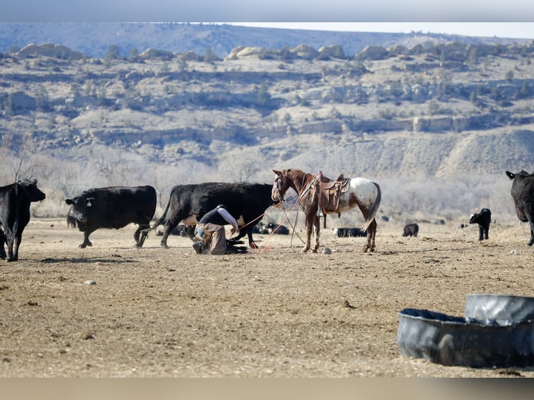 Appaloosa Ruin 6 Jaar 145 cm Donkere-vos in Ripley