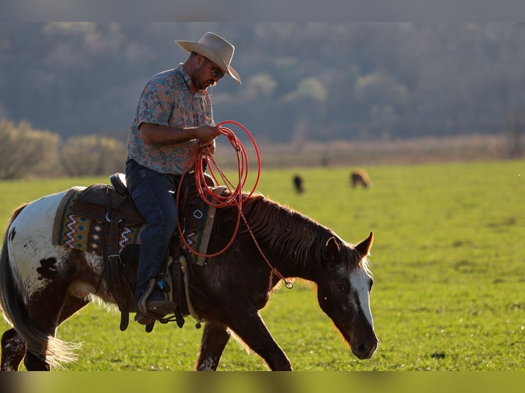 Appaloosa Ruin 6 Jaar 145 cm Donkere-vos in Ripley