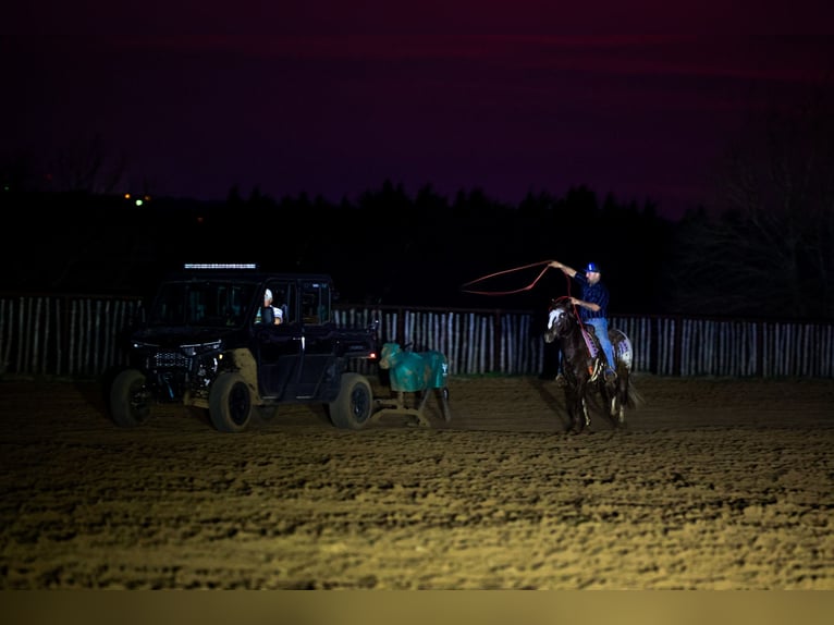 Appaloosa Ruin 6 Jaar 145 cm Donkere-vos in Ripley
