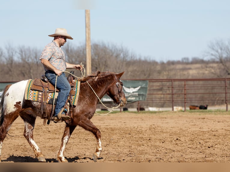 Appaloosa Ruin 6 Jaar 145 cm Donkere-vos in Ripley