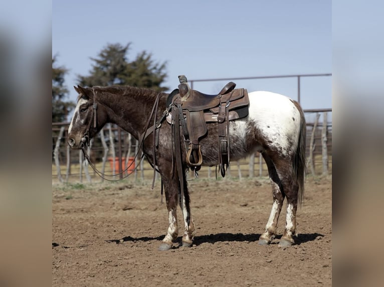 Appaloosa Ruin 6 Jaar 145 cm Donkere-vos in Ripley