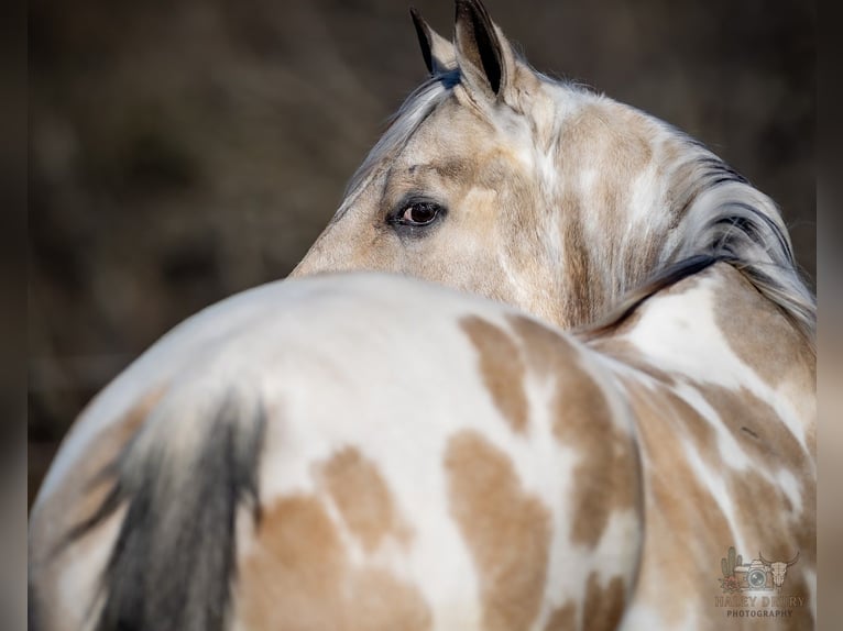 Appaloosa Ruin 6 Jaar 150 cm Buckskin in Auburn