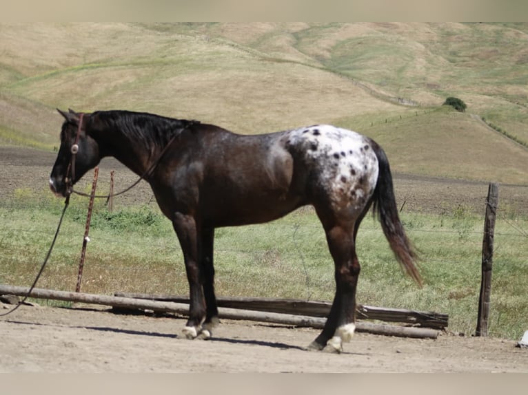 Appaloosa Ruin 6 Jaar 152 cm Donkerbruin in Tres Pinos