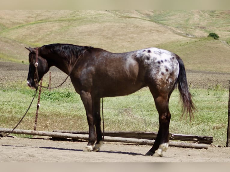 Appaloosa Ruin 6 Jaar 152 cm Donkerbruin in Tres Pinos