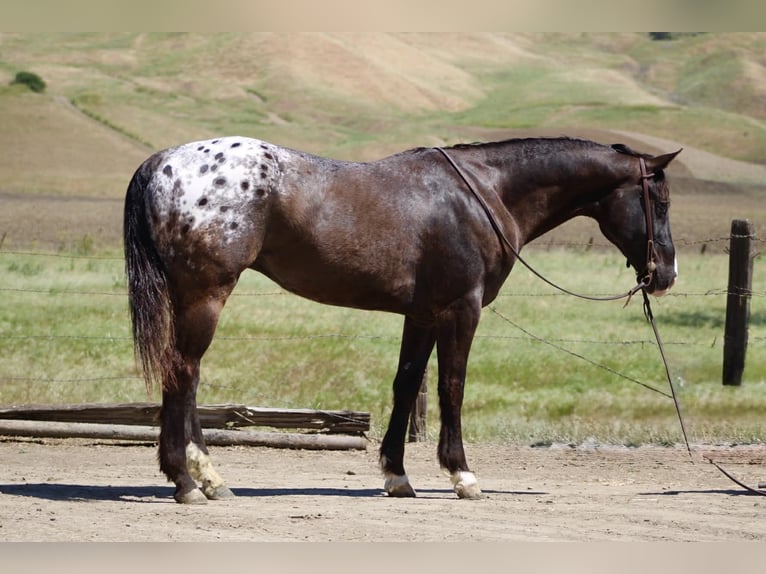 Appaloosa Ruin 6 Jaar 152 cm Donkerbruin in Tres Pinos