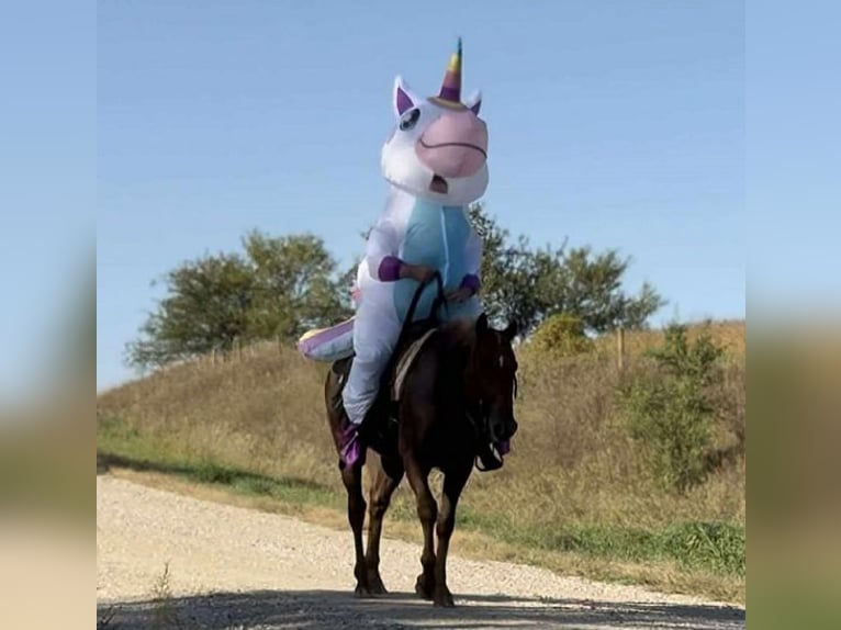 Appaloosa Ruin 6 Jaar 152 cm Donkere-vos in Battle Creek