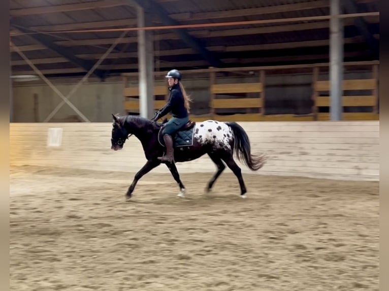 Appaloosa Ruin 6 Jaar 152 cm Gevlekt-paard in Pelmberg