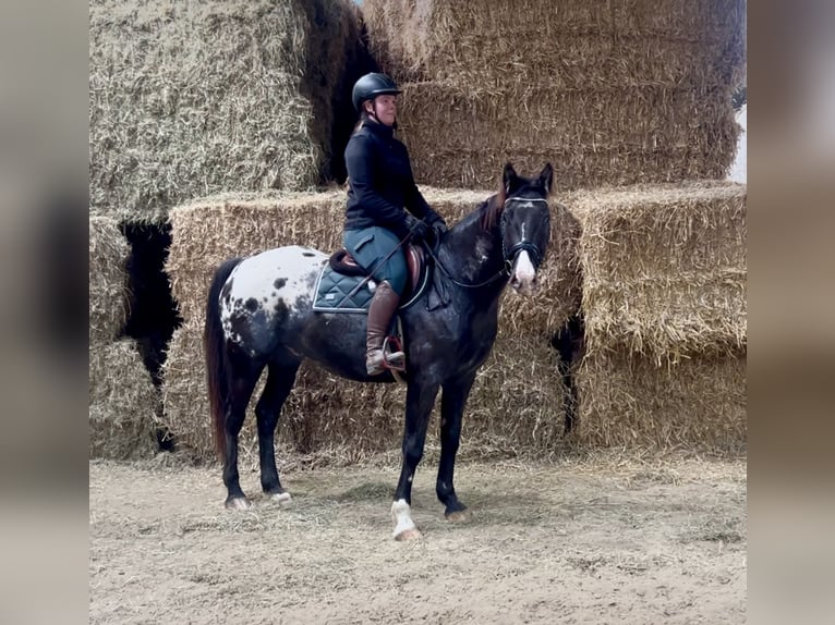 Appaloosa Ruin 6 Jaar 152 cm Gevlekt-paard in Pelmberg