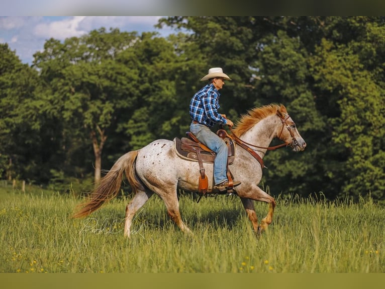 Appaloosa Ruin 6 Jaar 152 cm in Charlotte, TN