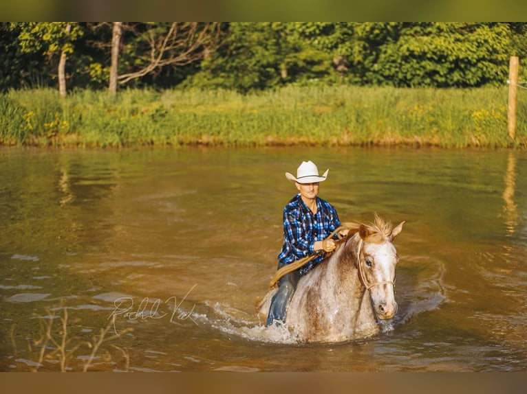 Appaloosa Ruin 6 Jaar 152 cm in Charlotte, TN