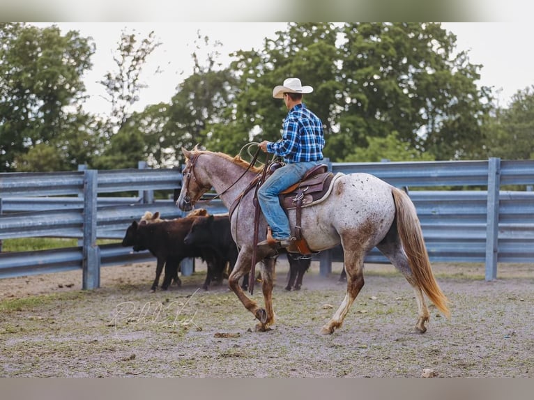 Appaloosa Ruin 6 Jaar 152 cm in Charlotte, TN