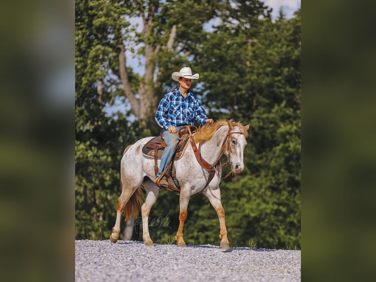Appaloosa Ruin 6 Jaar 152 cm in Charlotte, TN