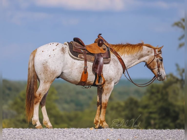 Appaloosa Ruin 6 Jaar 152 cm in Charlotte, TN