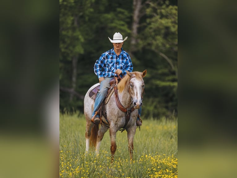Appaloosa Ruin 6 Jaar 152 cm in Charlotte, TN