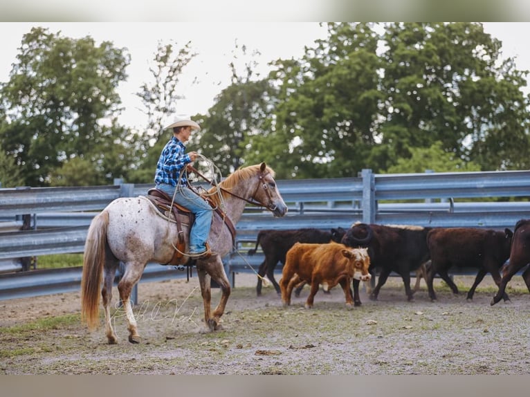 Appaloosa Ruin 6 Jaar 152 cm in Charlotte, TN