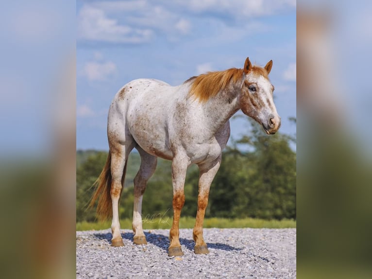 Appaloosa Ruin 6 Jaar 152 cm in Charlotte, TN