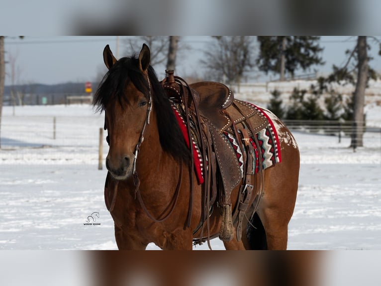 Appaloosa Mix Ruin 6 Jaar 157 cm Roodbruin in Fredericksburg