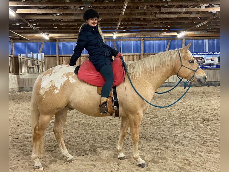 Appaloosa Ruin 6 Jaar 159 cm Palomino in Kirtorf