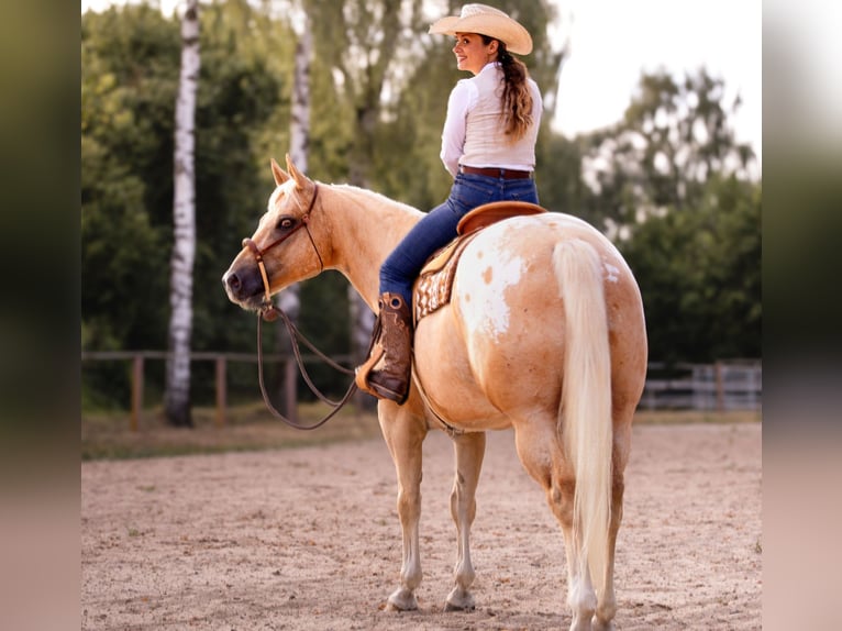 Appaloosa Ruin 6 Jaar 159 cm Palomino in Kirtorf