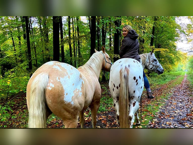 Appaloosa Ruin 6 Jaar 159 cm Palomino in Kirtorf